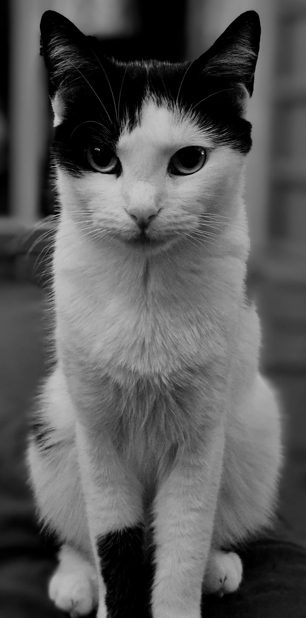 Oreo the cat